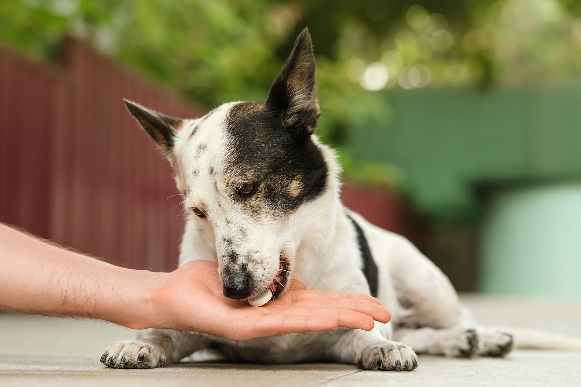 dog taking a prescription pill