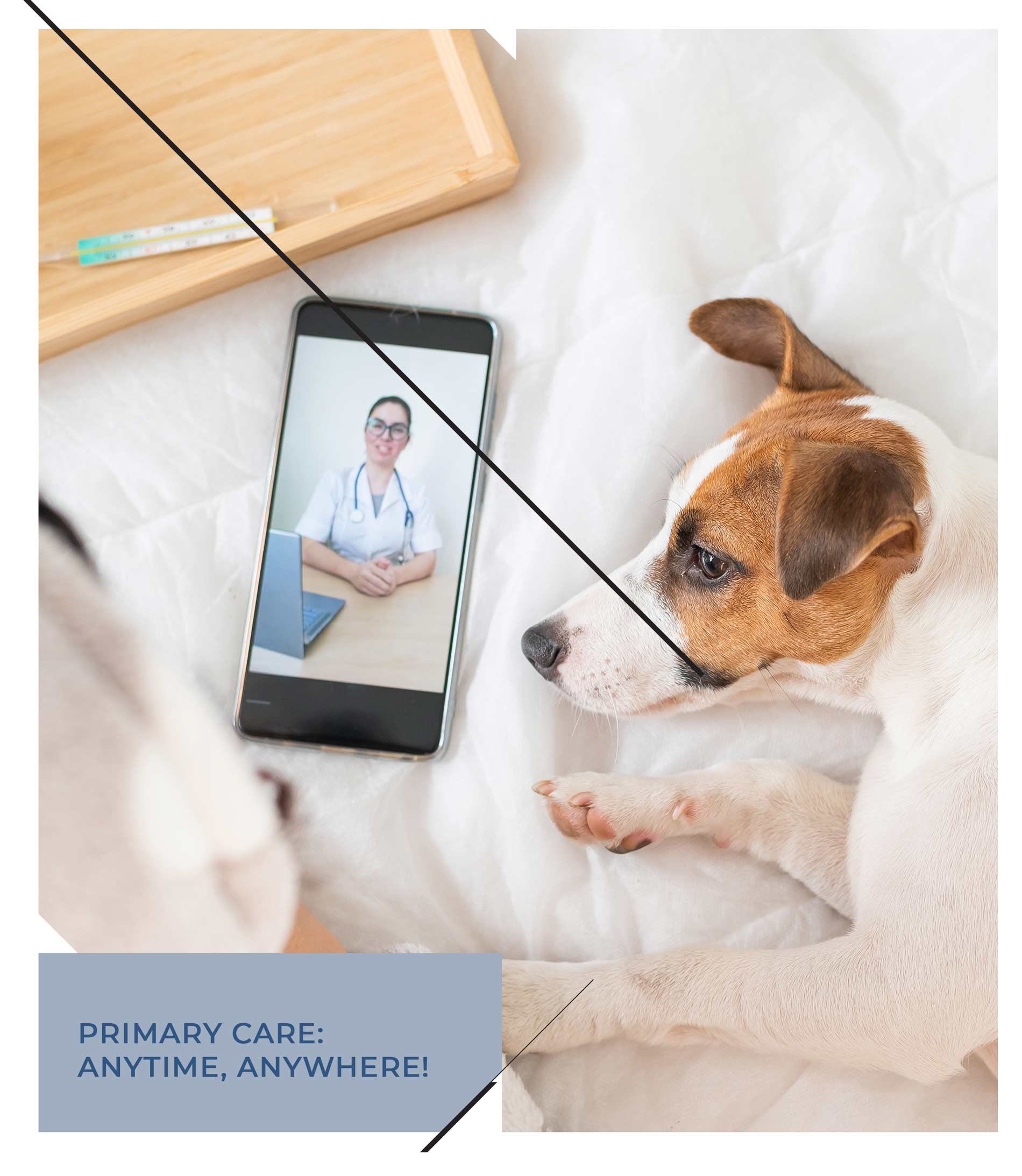 Primary Care: Anytime, Anywhere - sick person and dog